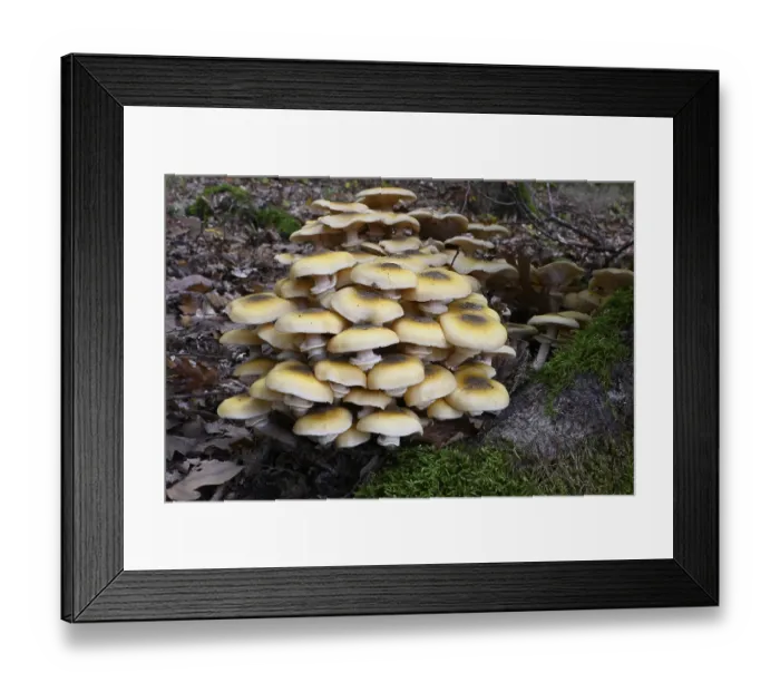 Framed Print : Yellow honey fungus (Armillaria mellea)