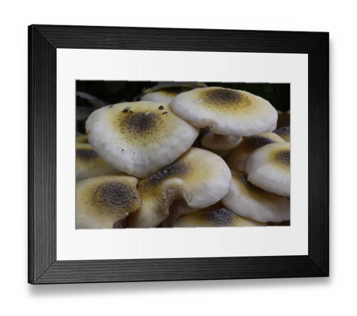 Framed Print : Yellow honey fungus (Armillaria mellea)