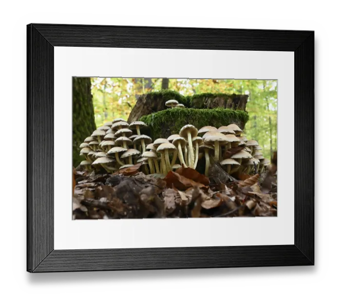 Framed Print : Sulphur tuft (Hypholoma fasciculare)