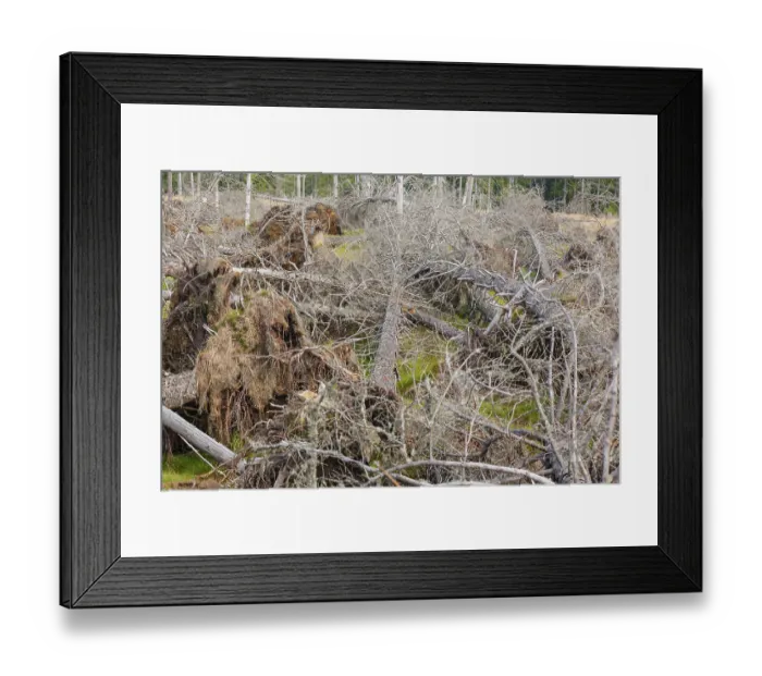 Framed Print : Rotting wood, Bavarian Forest, Falkenstein area