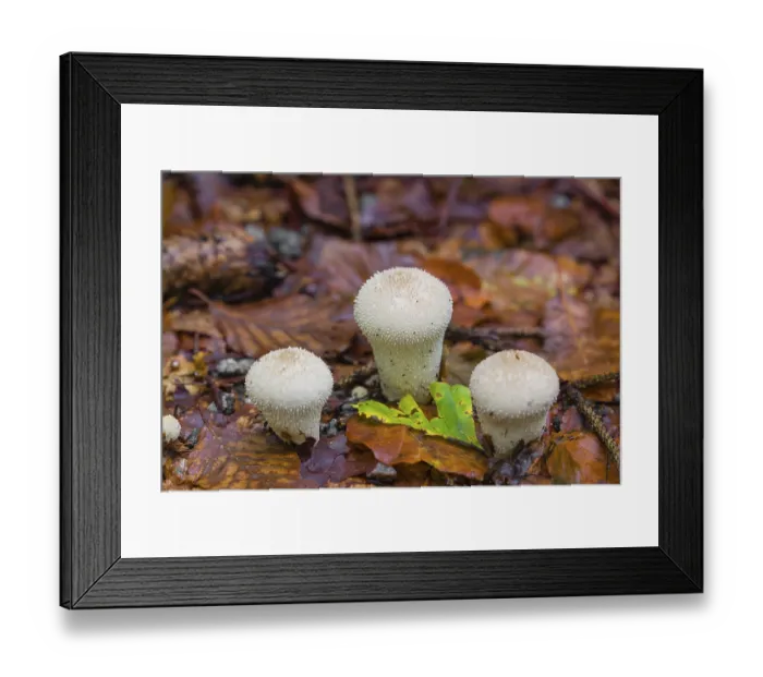 Framed Print : Common puffballs, Lycoperdon perlatum