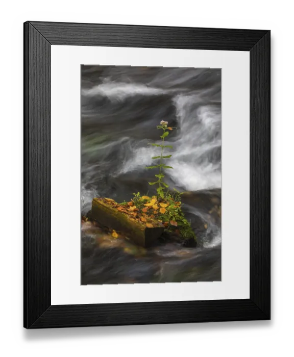 Framed Print : Flowing water with ferns and rocks in the Edmunds Gorge in autumn
