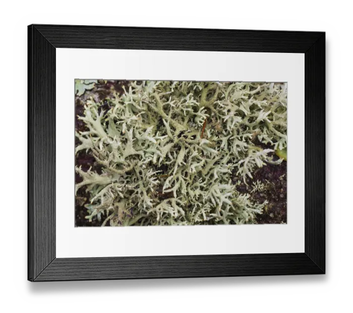 Framed Print : Various lichens on a tree in Eng valley Framed Print : Various lichens on a tree in Eng valley