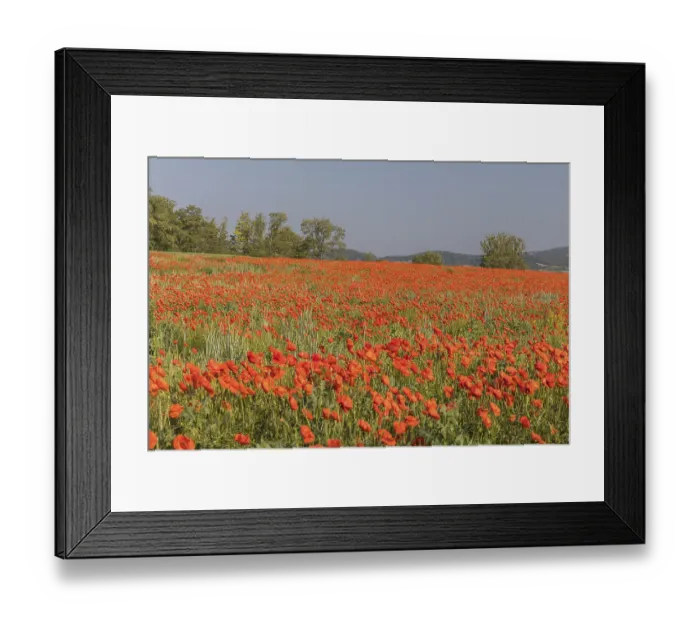 Framed Print : Field of blooming Papaver rhoeas (common poppy)