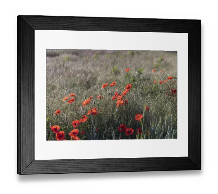 Framed Print : Field of blooming Papaver rhoeas (common poppy)