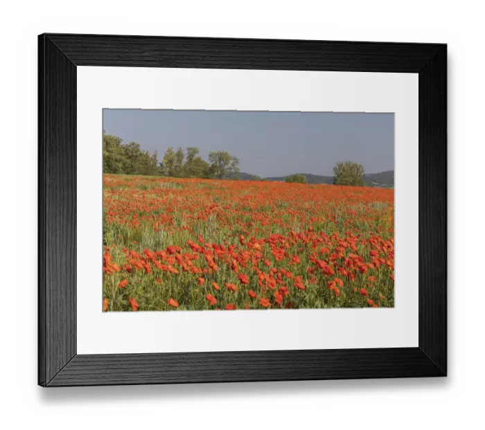 Framed Print : Field of blooming Papaver rhoeas (common poppy)