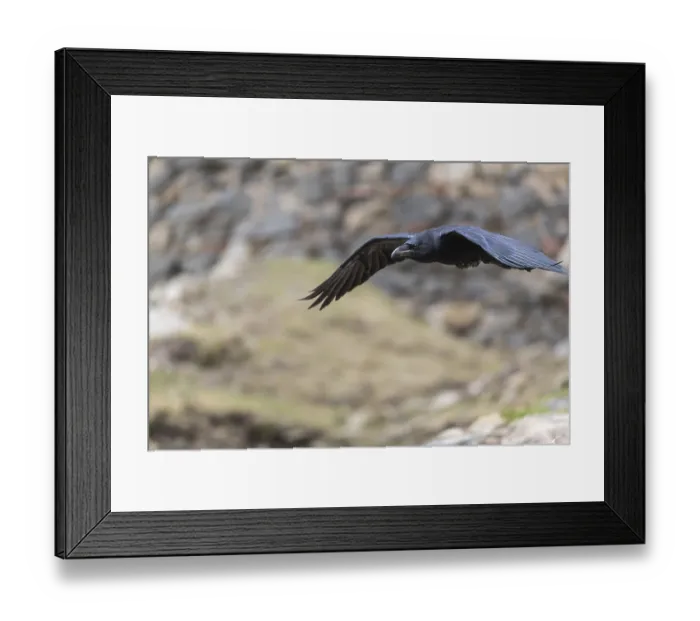 Framed Print : One common raven (Corvus corax)