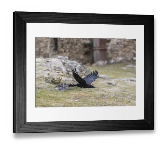 Framed Print : One common raven (Corvus corax) Framed Print : One common raven (Corvus corax)