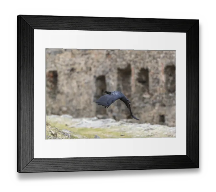 Framed Print : One common raven (Corvus corax)