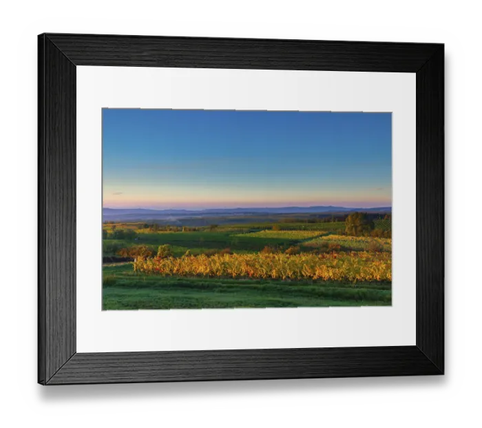 Framed Print : Vineyards near Langenlois, Lower Austria, Austria Framed Print : Vineyards near Langenlois, Lower Austria, Austria