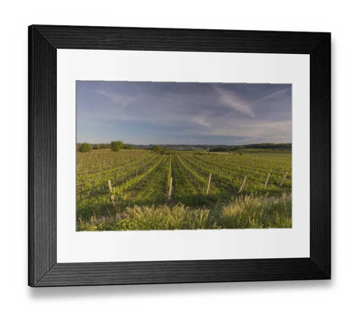 Framed Print : Vineyards at sunrise in Langenlois