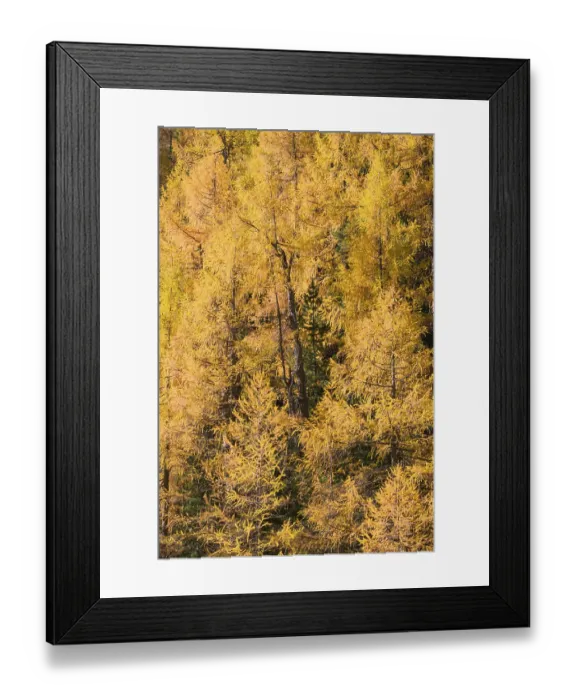 Framed Print : Fall foliage seen from the Malta Hochalm road