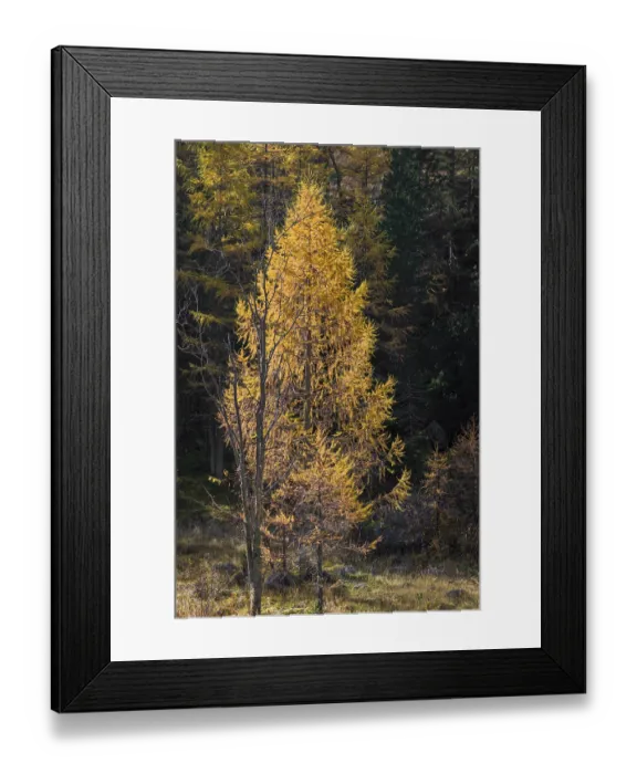 Framed Print : Fall foliage seen from the Malta Hochalm road Framed Print : Fall foliage seen from the Malta Hochalm road