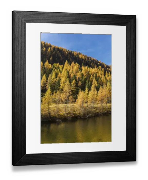 Framed Print : Fall foliage seen from the Malta Hochalm road