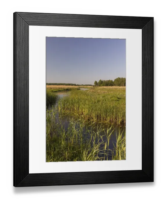 Framed Print : Boardwalk through the Narew Nationalpark in NE Poland