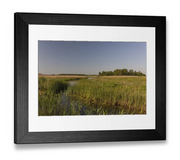 Framed Print : Boardwalk through the Narew Nationalpark in NE Poland