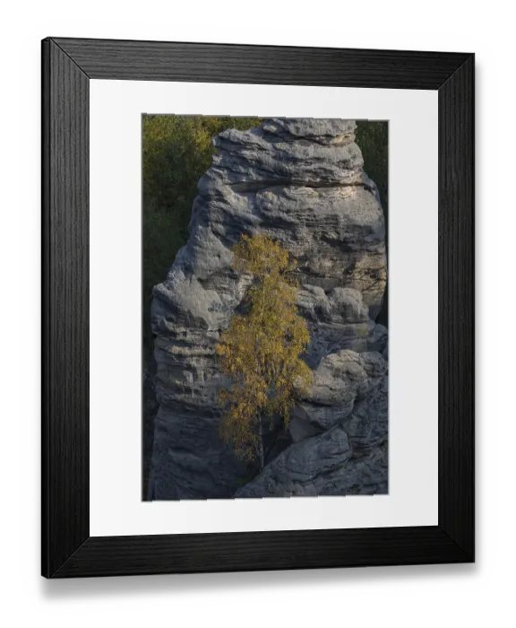 Framed Print : Trees growing on rocks. Fall foliage in the bohemian paradise