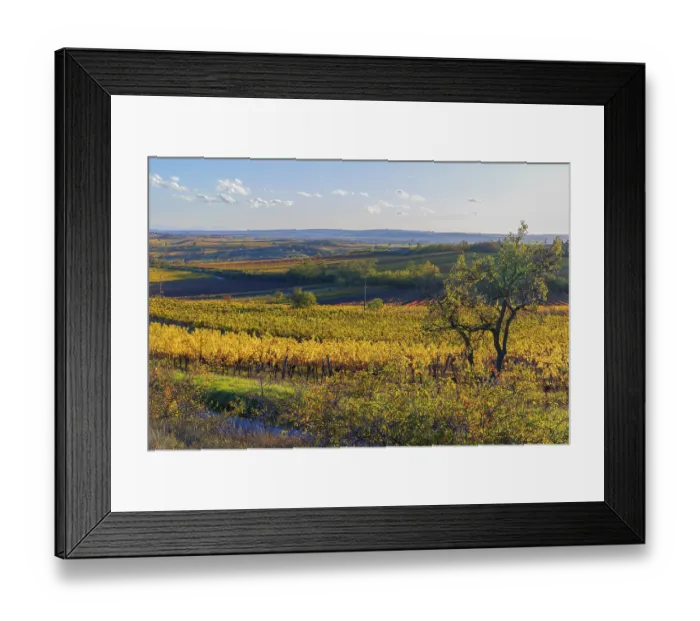 Framed Print : Vineyards at sunrise in Retz, Lower Austria Framed Print : Vineyards at sunrise in Retz, Lower Austria