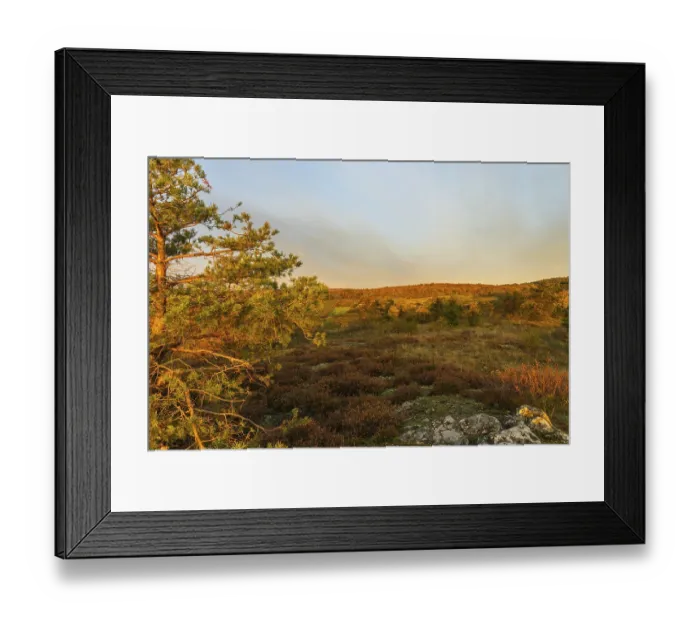 Framed Print : Vineyards at sunrise in Retz, Lower Austria