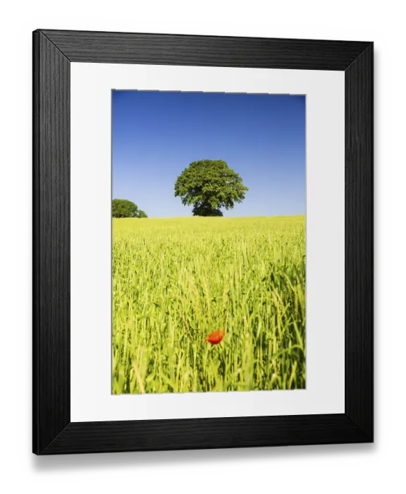Framed Print : Common poppy, Papaver rhoeas, in front of a wheat field and a tree