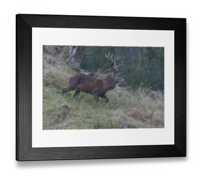 Framed Print : Red Deer buck standing in dense forest in autumn