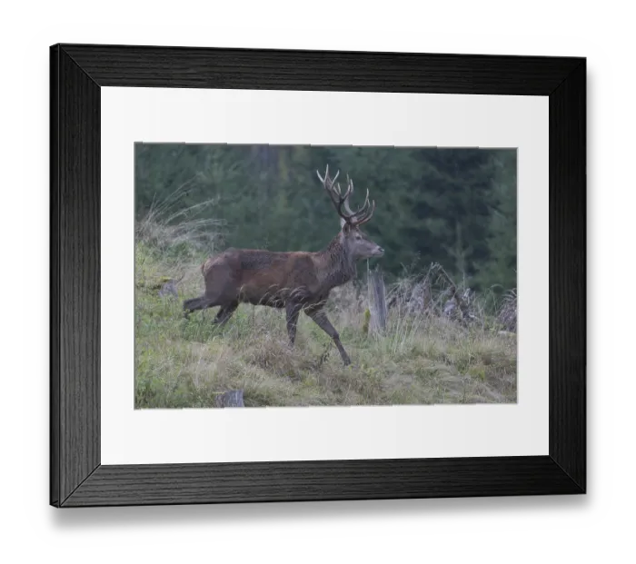 Framed Print : Red Deer buck standing in dense forest in autumn