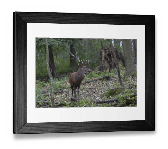 Framed Print : Red Deer buck standing in dense forest in autumn