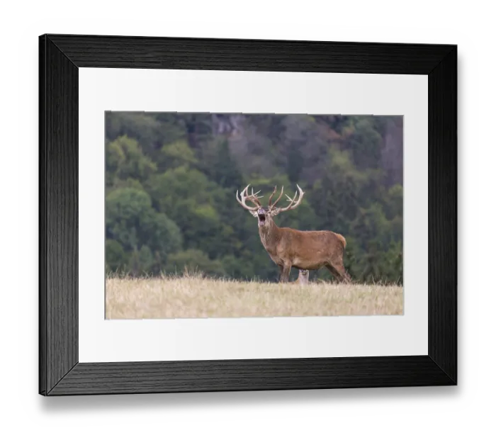 Framed Print : Red Deer buck standing on a meadow in autumn
