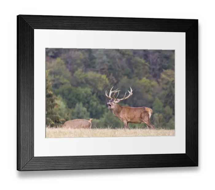 Framed Print : Red Deer buck standing on a meadow in autumn Framed Print : Red Deer buck standing on a meadow in autumn