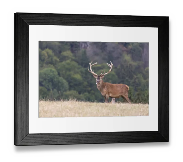Framed Print : Red Deer buck standing on a meadow in autumn Framed Print : Red Deer buck standing on a meadow in autumn