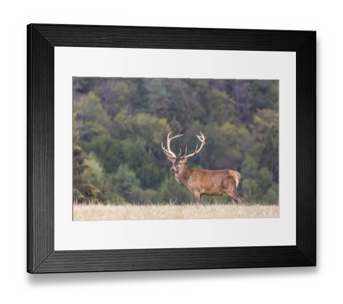 Framed Print : Red Deer buck standing on a meadow in autumn