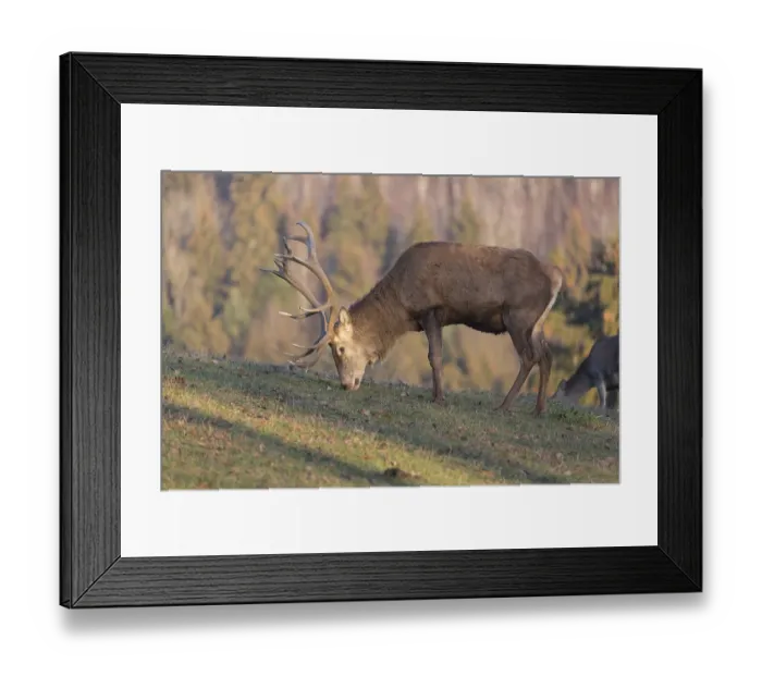 Framed Print : Red Deer buck standing on a meadow in autumn