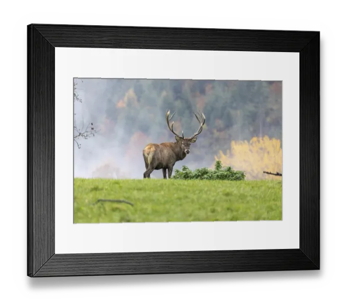 Framed Print : Red Deer buck at the end of the rutting season Framed Print : Red Deer buck at the end of the rutting season