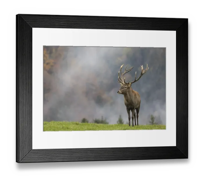 Framed Print : Red Deer buck at the end of the rutting season