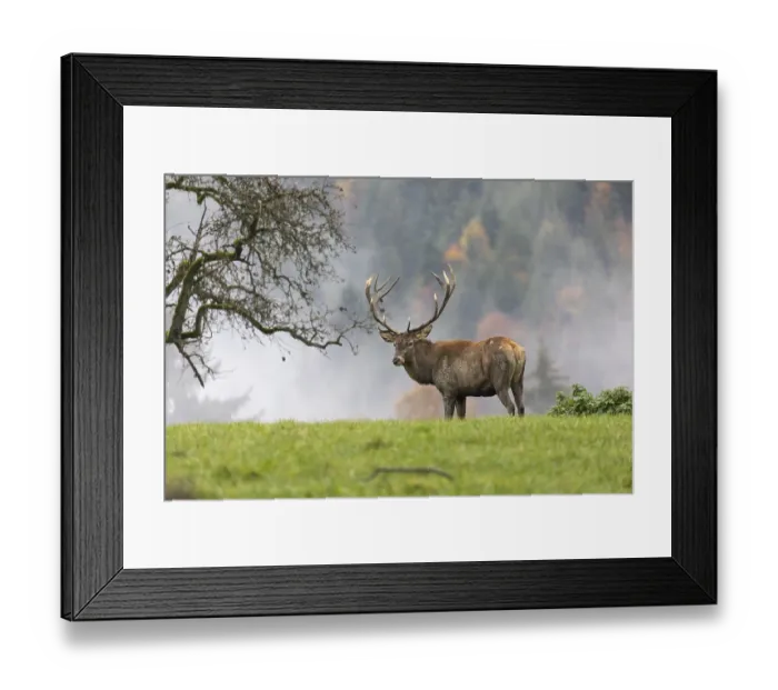 Framed Print : Red Deer buck at the end of the rutting season