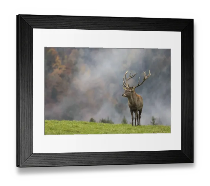 Framed Print : Red Deer buck at the end of the rutting season