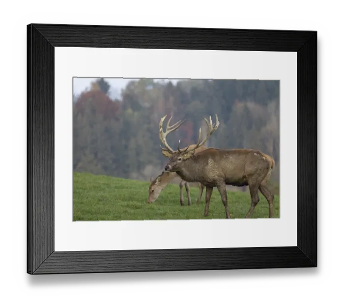 Framed Print : Red Deer buck at the end of the rutting season