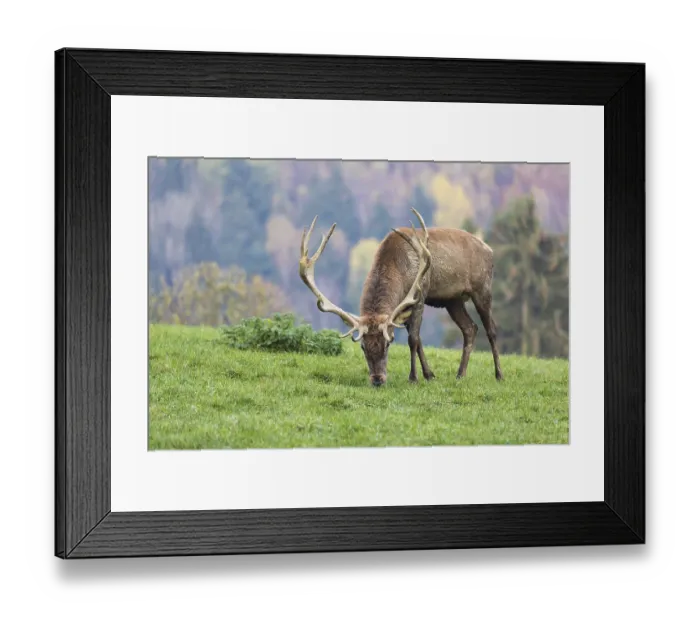 Framed Print : Red Deer buck at the end of the rutting season Framed Print : Red Deer buck at the end of the rutting season