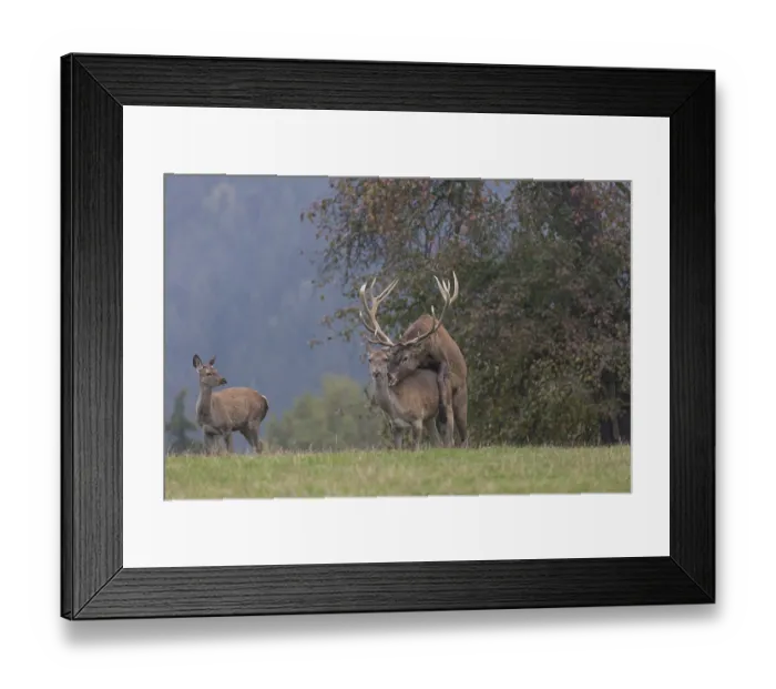 Framed Print : Red Deer buck standing on a meadow in autumn
