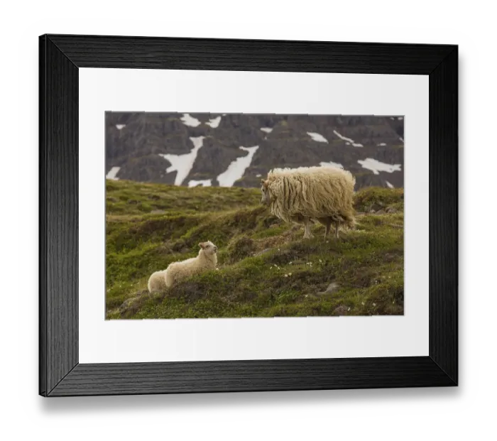 Framed Print : Grazing sheep in fresh green grass