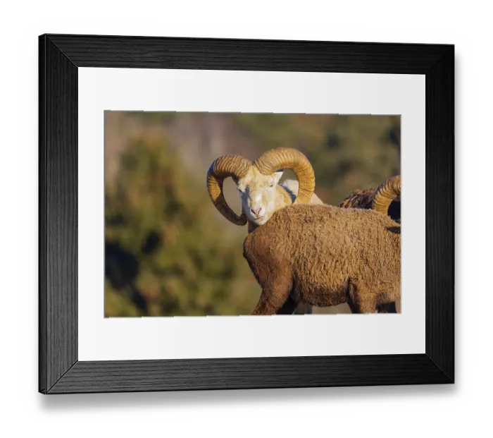 Framed Print : Two snow sheep (Ovis nivicola) Framed Print : Two snow sheep (Ovis nivicola)