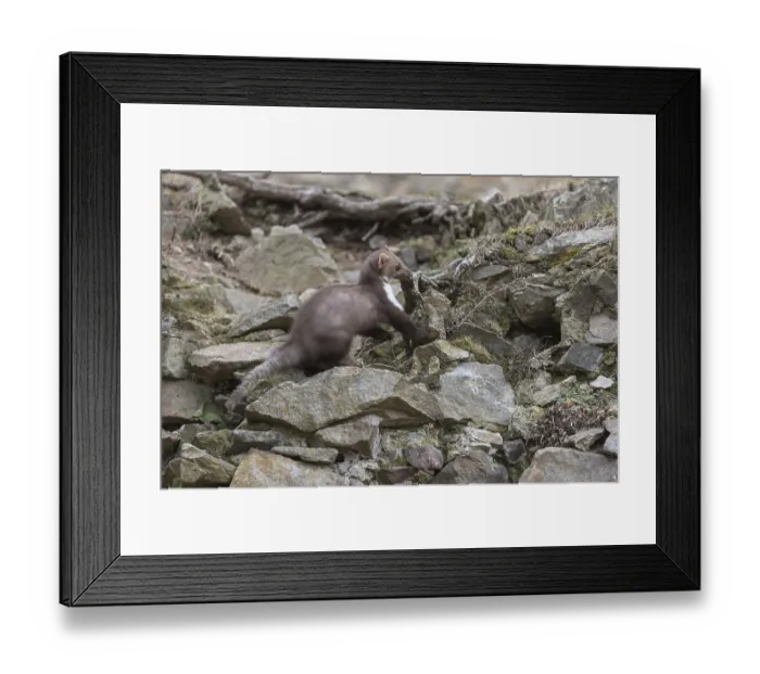 Framed Print : One beech marten running between the stones of a ruin of an ancient castle looking for food