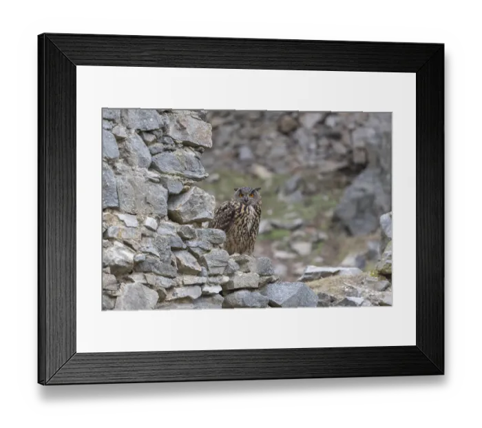 Framed Print : One Eurasian Eagle Owl, Bubo bubo