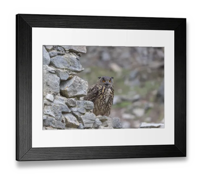 Framed Print : One Eurasian Eagle Owl, Bubo bubo