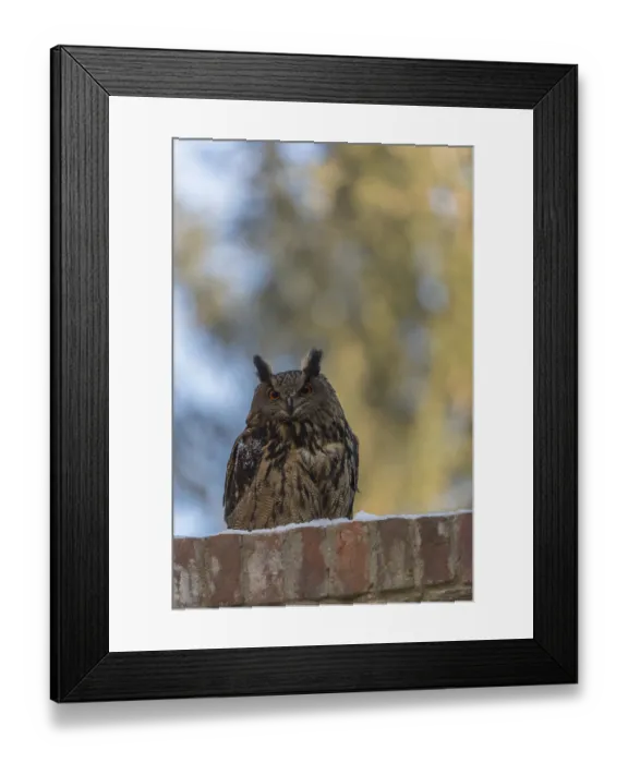 Framed Print : One Eurasian Eagle Owl, Bubo bubo