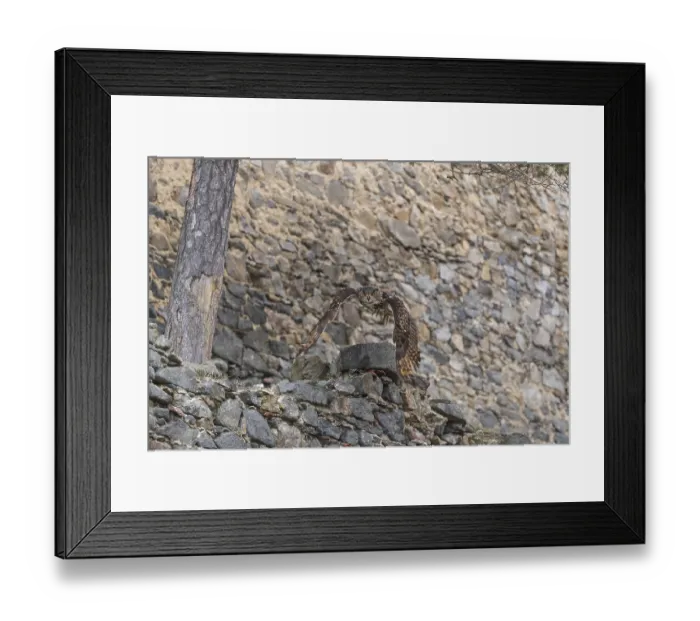 Framed Print : One Eurasian Eagle Owl, Bubo bubo