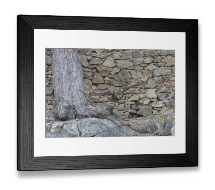 Framed Print : One Eurasian Eagle Owl, Bubo bubo Framed Print : One Eurasian Eagle Owl, Bubo bubo