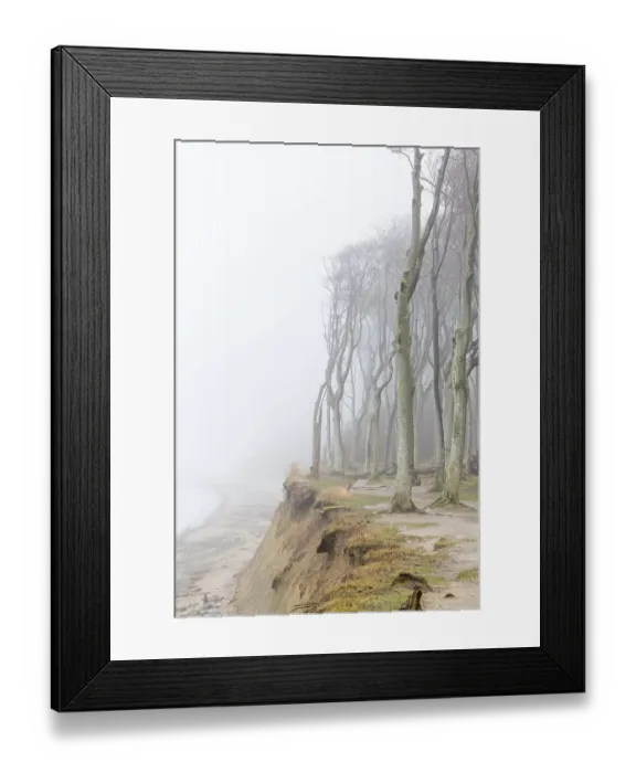 Framed Print : Beech trees in mist, shaped by strong winds