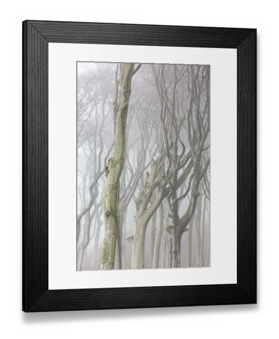 Framed Print : Beech trees in mist, shaped by strong winds
