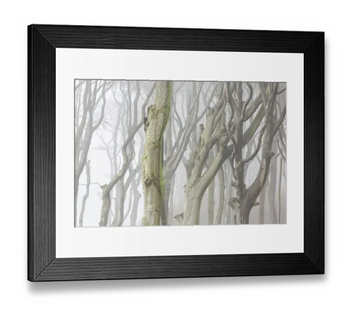 Framed Print : Beech trees in mist, shaped by strong winds